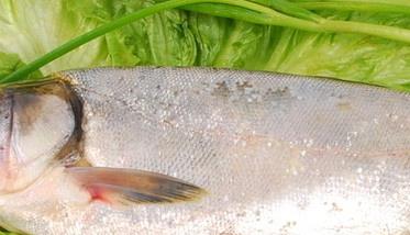 鲢鱼的营养价值 花鲢鱼和白鲢鱼的营养价值