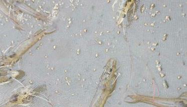 对虾养殖调水方法 中国对虾养殖的池水如何调控