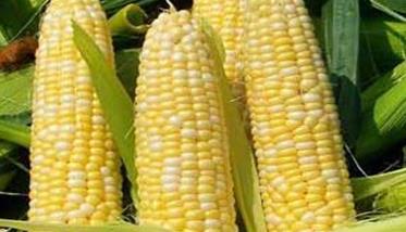 无公害早食鲜玉米栽培技术要点 鲜食玉米早春种植时间