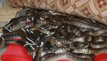 蛇要冬眠的主要原因 蛇冬眠的原因是什么