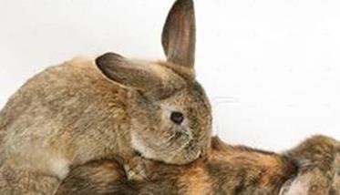 宠物兔和家兔可以配种嘛 家兔配种方式有哪几种