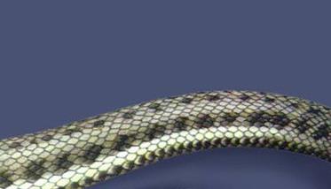水蛇如何养殖和管理 水蛇如何养殖