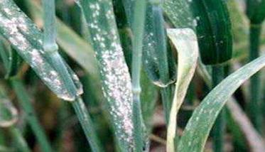 小麦白粉病的症状 小麦白粉病的症状特点及其病原的形态特征