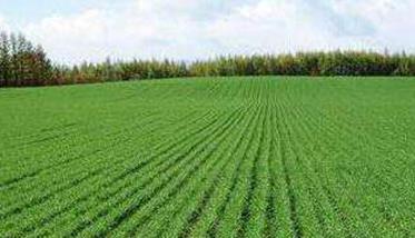 怎样防治小麦病虫草害 小麦病虫草害防治方案