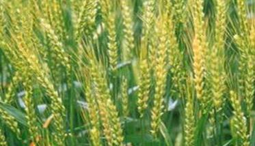 小麦增产的有效技术措施你知多少 小麦增产方案