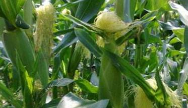 如何种植甜玉米不冒头 如何种植甜玉米