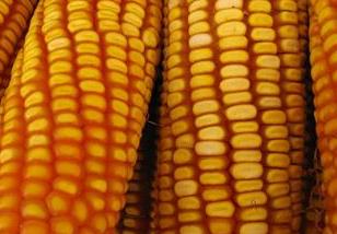 玉米千粒重多少克 玉米千粒重一般多少