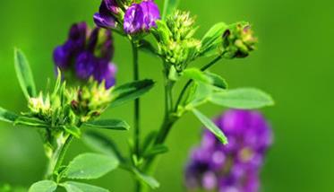 紫花苜蓿草的营养价值