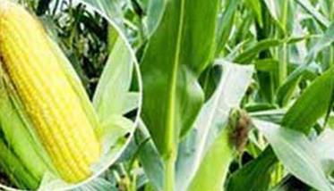 甜玉米种植技术要点，甜玉米高产的关键技术
