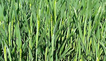 小麦抽穗期是什么时间 小麦提前抽穗是什么原因
