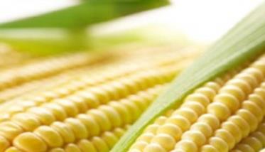 怎样选择玉米品种及选购玉米种子 如何选好玉米品种