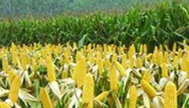 玉米增产技术 玉米增产技术有哪些