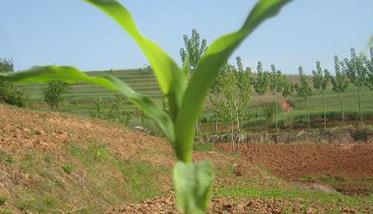 割玉米苗能增产吗 玉米育苗移栽为什么能增产