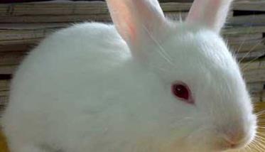 兔子球虫病什么症状 兔子球虫病症状简介
