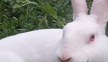 兔疥癣病的治疗方法：教你怎样预防獭兔的疥癣