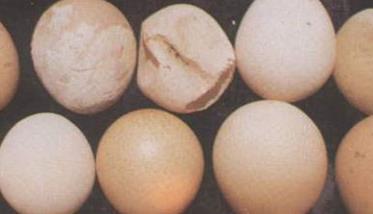 畸形蛋图片及其产生的原因 畸形蛋的种类及形成原因有哪些