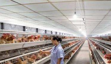现代化养鸡场消毒参考 养鸡场如何消毒场地