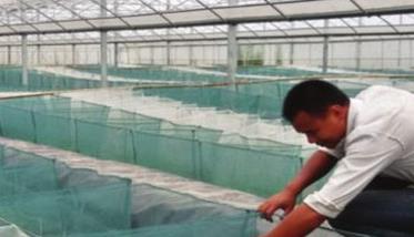 谈谈黄鳝养殖技术 黄鳝养殖实用技术