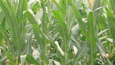 抓住三个关键点，做好玉米花粒期的田间管理