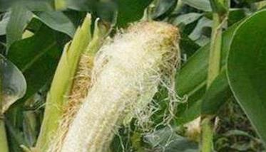玉米空秆什么原因不能吃 玉米空秆什么原因