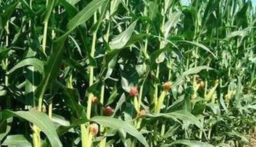 防止玉米空秆的措施