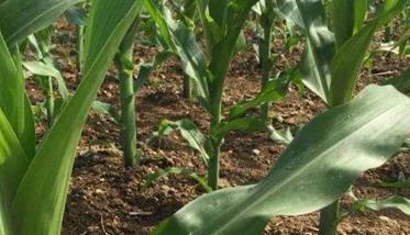 玉米常用的种植方式有哪些? 玉米种植需要什么