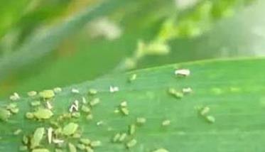 玉米蚜的危害和防治方法简介 蚜虫对玉米危害及防治