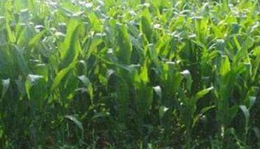 青贮玉米是什么品种，青饲青贮玉米的特点