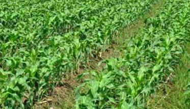 玉米合理密植为什么能提高产量 玉米为什么要合理密植