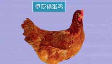 常见的褐壳蛋鸡有 褐壳蛋鸡品种简介