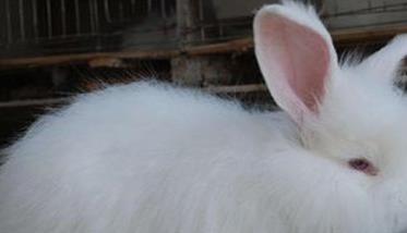 如何提高长毛兔兔毛的产量和质量呢 如何提高长毛兔兔毛的产量和质量