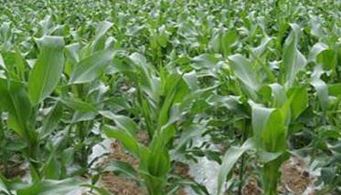 玉米耐涝吗 如何增强玉米的抗涝性?