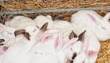 肉兔养殖技术与管理ppt 不同时期肉兔的饲养管理