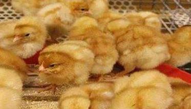 雏鸡的饲养管理应注意哪些问题 雏鸡的饲养管理要点
