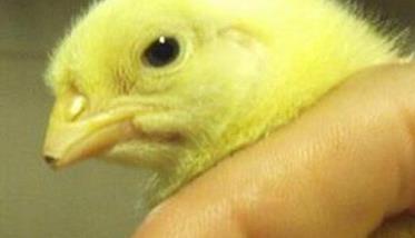 雏鸡断喙的目的、方法与注意事项 雏鸡断喙的方法及注意事项