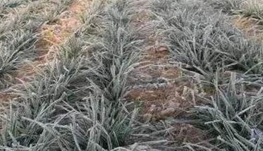 小麦冻害及防治措施有哪些 小麦冻害的防治