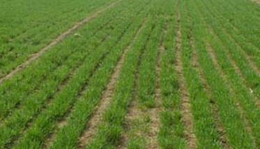 晚播种的小麦如何管理 晚播麦栽培技术要点