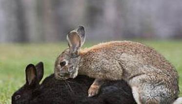 兔子配几次才叫成功 种公兔一天最多可以配几只母兔
