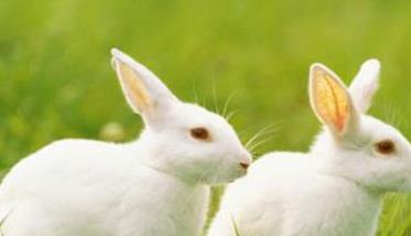 种公兔的饲养管理要点有哪些 家兔饲养方式主要有