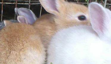 母兔繁殖期有多久（母兔繁殖会影响寿命吗）