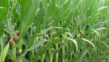 蛋白玉米栽培技术要点：四项措施不能马虎