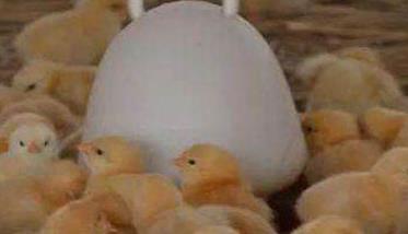 雏鸡应该喂什么 雏鸡饲喂要点是什么?