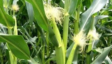 玉米花粒期多长时间 玉米花粒期多长时间开花
