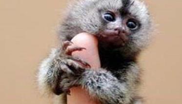 侏儒狨猴多少钱一只，侏儒狨猴寿命有多长？