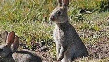 野兔热是一种什么病，如何治疗 野兔夏天怎么避暑?