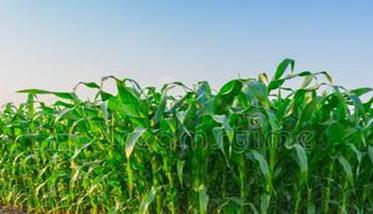 甜玉米种植技术与管理要点：共五个要点
