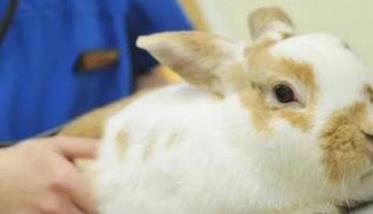 兔沙门氏菌病症状和治疗 兔沙门菌病的症状与防治要点