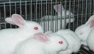 兔葡萄球菌病的主要症状有哪些 兔葡萄球菌病的主要症状有哪些表现