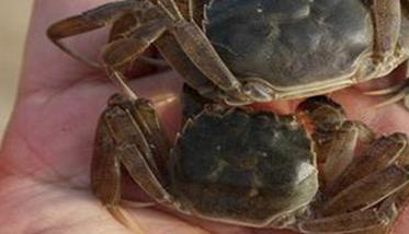 河蟹脱壳前有什么症状 河蟹蜕壳所需要的条件是什么