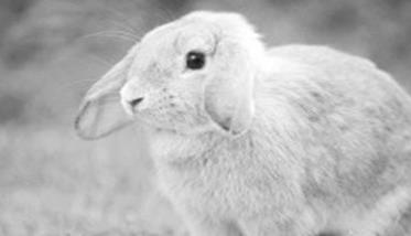兔大肠杆菌病如何治疗 兔大肠杆菌病怎么治疗